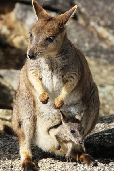 Mareeba Rock wallabies or Petrogale Mareeba — Stock Photo, Image