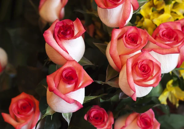 Bunch of roses — Stock Photo, Image