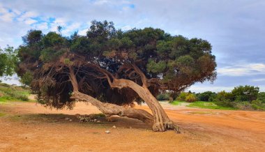 Geniş, bükülmüş gövdesi olan yıpranmış bir ağaç Batı Avustralya 'da Jurien Körfezi' nin kurak zemininde duruyor. Ağacın yoğun yaprakları geniş ve bulutlu bir gökyüzüne karşı koyu bir gölgelik oluşturur.