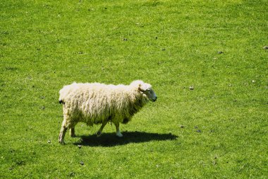 Beyaz bir koyun, kırsal yaşamı gözler önüne seren yeşil bir çayırda yavaşça yürüyor.