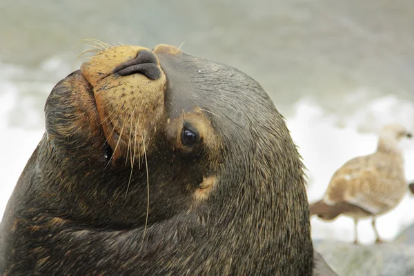 Seelöwe lächelt — Stockfoto