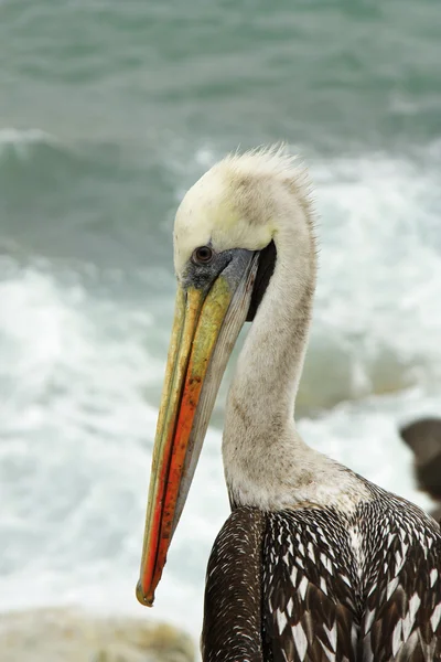 Close up of pelican with ocean in background — Stock Photo, Image
