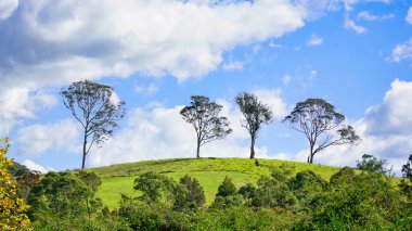 Güneşli, yeşil bir tepenin tepesinde sıralanmış dört uzun ağaç dağınık beyaz bulutlarıyla parlak mavi bir gökyüzüne karşı kurulmuş ve huzurlu bir kırsal manzara için bereketli bir ön planda bitki örtüsüyle çerçevelenmiş..