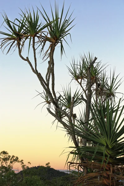 Pandanas boom in de ondergaande zon — Stockfoto