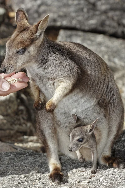 Feeding a rock wallaby — Stock Photo, Image