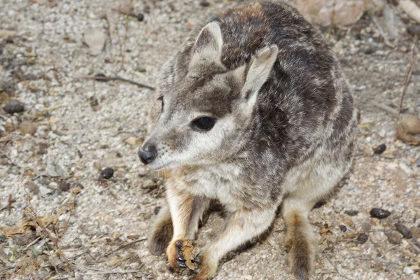 Rock wallaby oynak joey — Stok fotoğraf