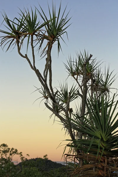 Árboles pandanus en la puesta del sol d — Foto de Stock