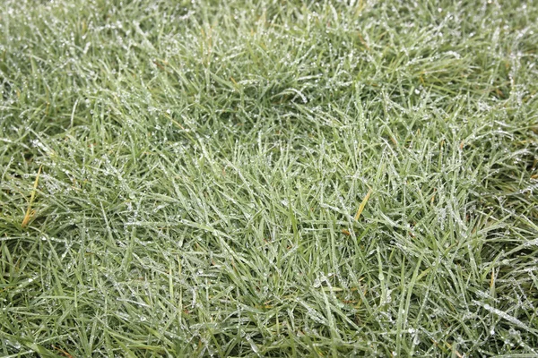 Herbe verglacée en hiver — Photo