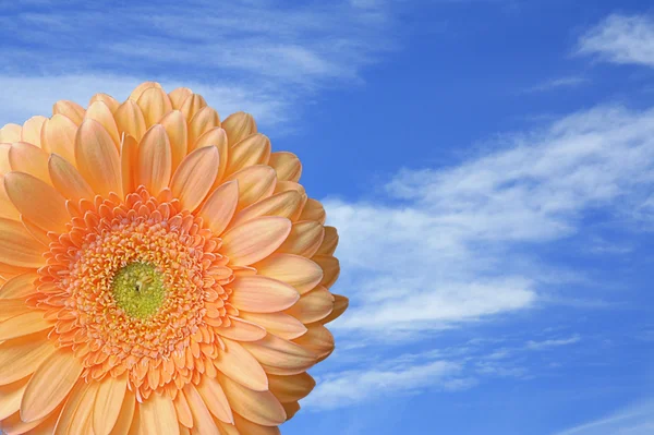 Tek bir Gerbera çiçek — Stok fotoğraf