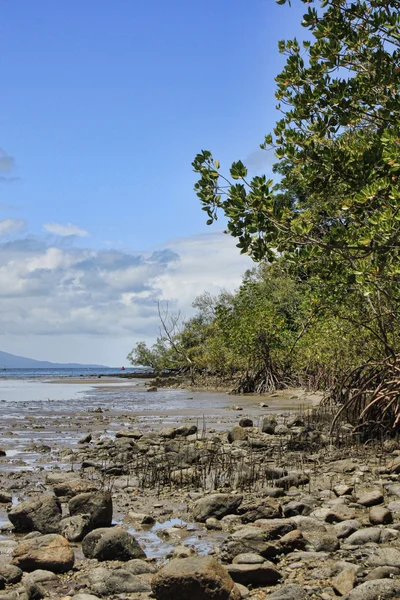 Douglas mangroves 8532 bağlantı noktası — Stok fotoğraf