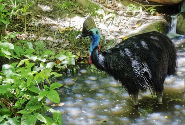 Casuaris in de kreek — Stockfoto