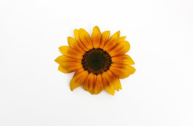 çiçek Ayçiçeği izole