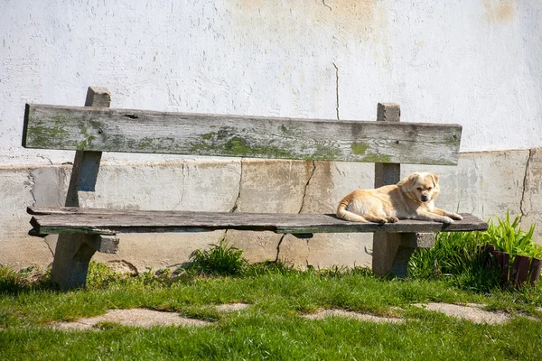 Hund auf Bank — Stockfoto