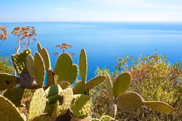 Sea with cactuses — Stock Photo, Image