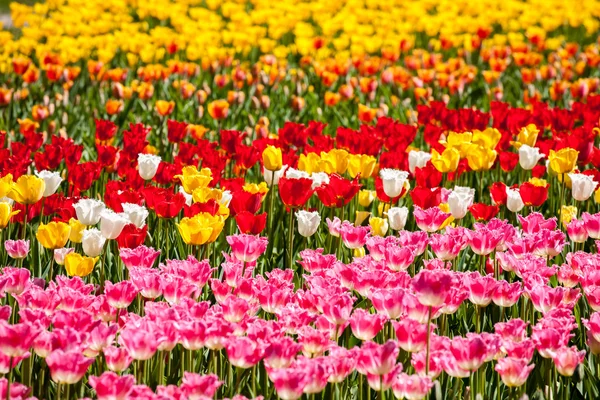 Veel tulpen uit een tuin — Stockfoto