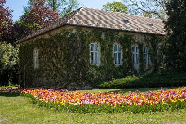 Tulipe être autour d'une maison — Photo