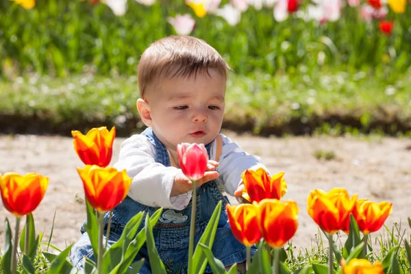 Adorable baby playing with tulips Royalty Free Stock Images