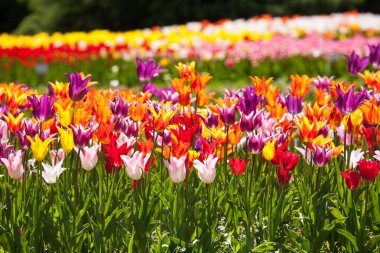 Bir bahçe içinde karışık Lale