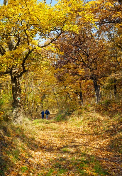 Siblings trip to the forest — Stock Photo, Image