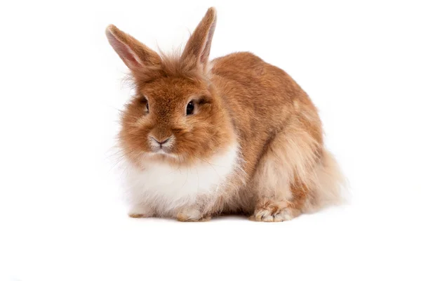 Adorable Conejo Marrón Aislado Blanco —  Fotos de Stock