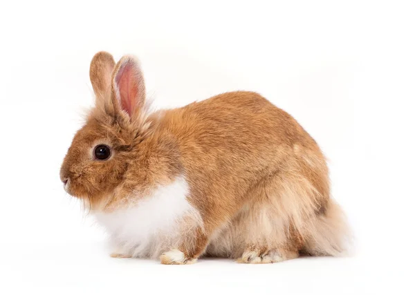 Söta påsk kanin — Stockfoto