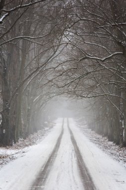 Bir ağaç sokaktan çalışan kış yol