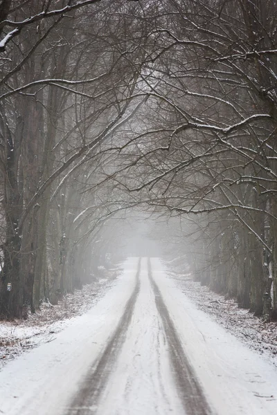 Strada Invernale Che Attraversa Vicolo Alberato — Foto Stock