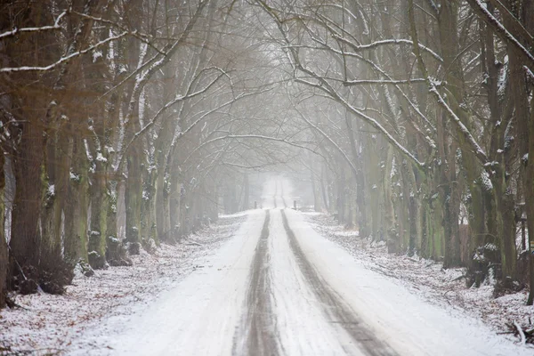 Strada invernale tra gli alberi — Foto Stock