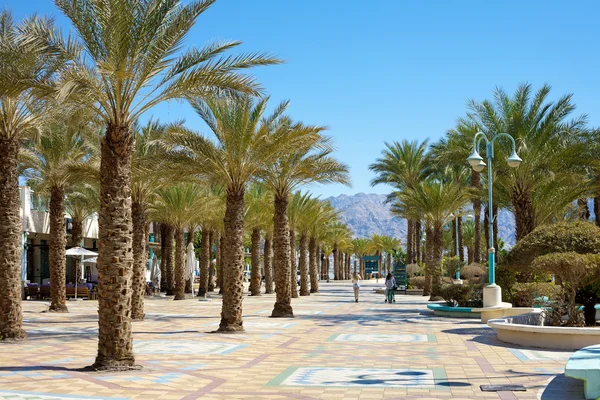 Paseo Con Palmeras Eilat Israel —  Fotos de Stock