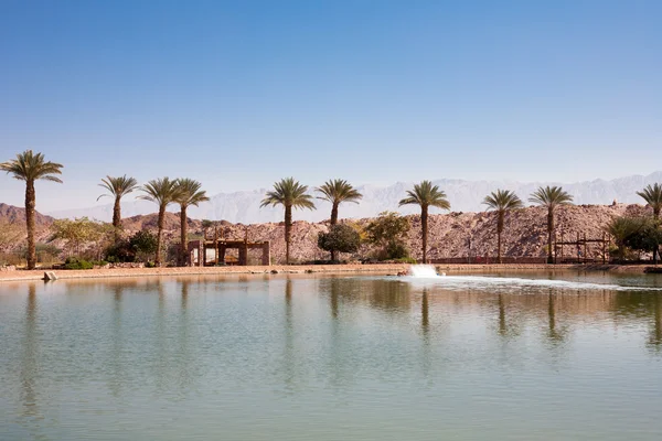 Timna Oasis com lago — Fotografia de Stock