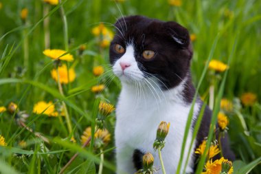 İngiliz kedi yavrusu yazın karahindibaların arasında çimenlerde yürüyor.