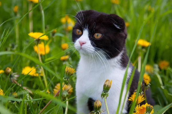 İngiliz kedi yavrusu yazın karahindibaların arasında çimenlerde yürüyor.
