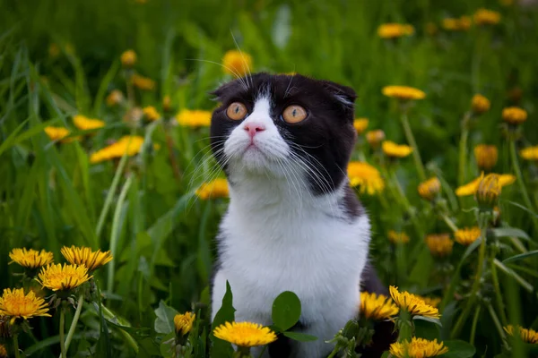 British kitten walks on the grass among dandelions in summer