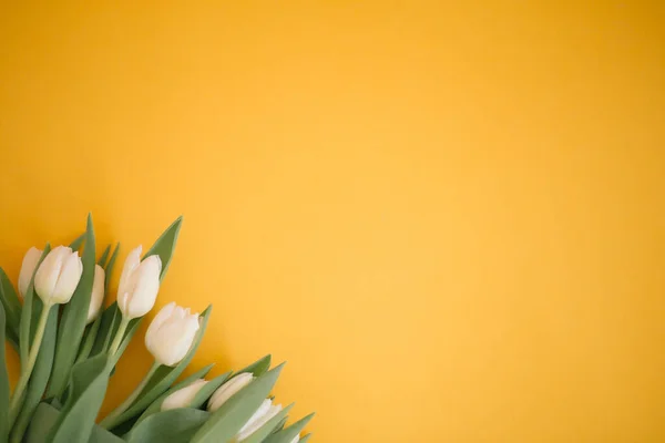 Kadınlar Günü için sarı laleler, Anneler Günü, 8 Mart veya Sevgililer Günü için. Yakın plan. Tatil kavramı ve günaydın dilekleri..