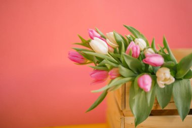 Kadınlar Günü, Anneler Günü, 8 Mart ya da Sevgililer Günü için pembe arka planda laleler. Yakın plan. Tatil kavramı ve günaydın dilekleri..