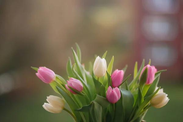 Tulipes Sur Fond Vert Carte Postale Pour Une Fête Des — Photo