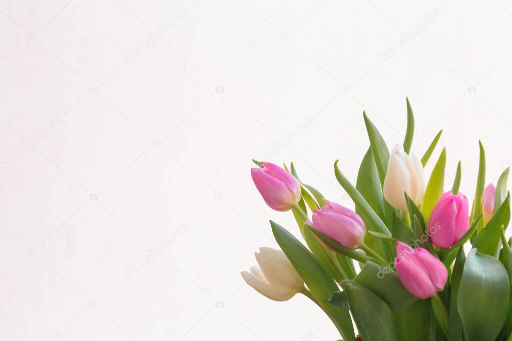 Tulips on a white background. Postcard for a Womens Day, Mother Day, 8 march or Valentines day. Close-up. The concept of holidays and good morning wishes.