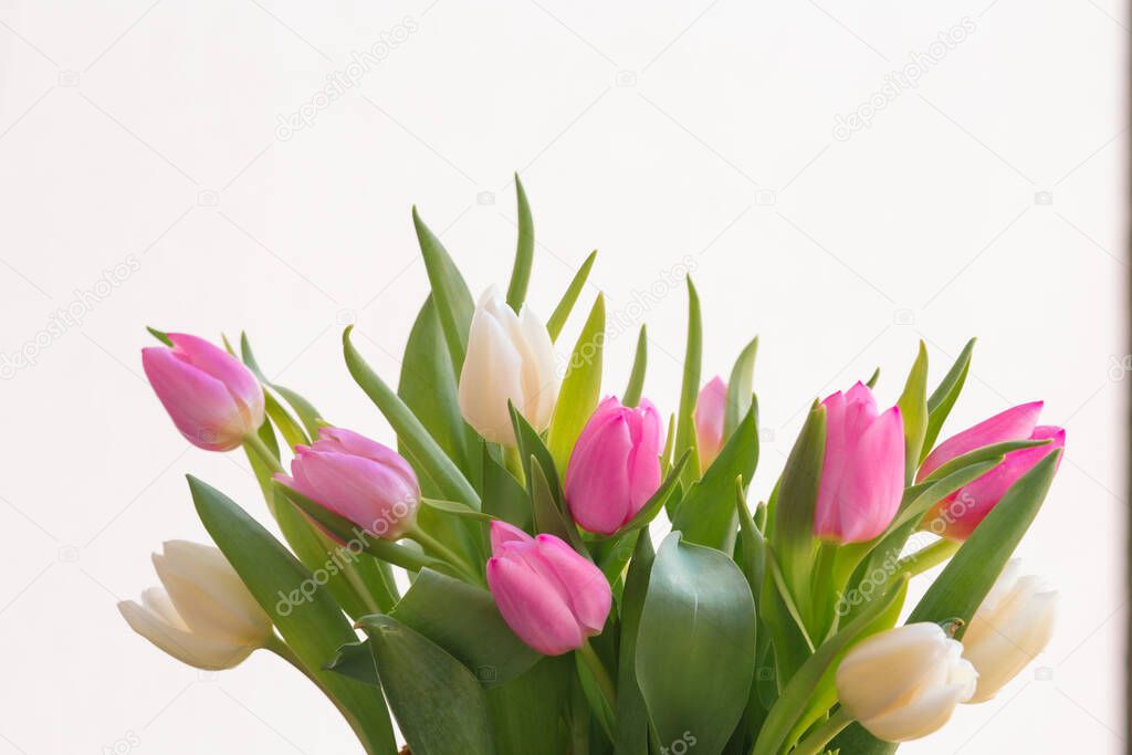 Tulips on a white background. Postcard for a Womens Day, Mother Day, 8 march or Valentines day. Close-up. The concept of holidays and good morning wishes.