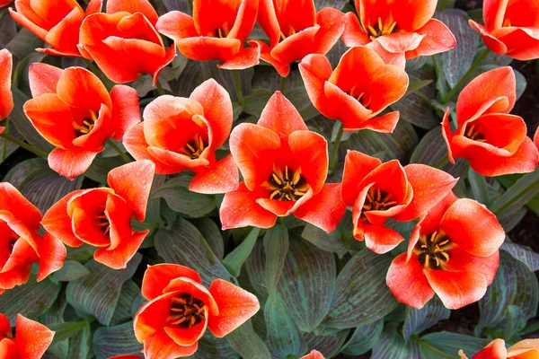 Schöne Tulpen Hintergrund Von Verschwommenen Tulpen Einem Tulpenblumengarten — Stockfoto