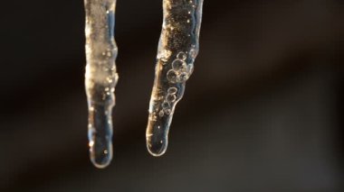 Bunlardan biri iki buz sarkıtları closeup erir.