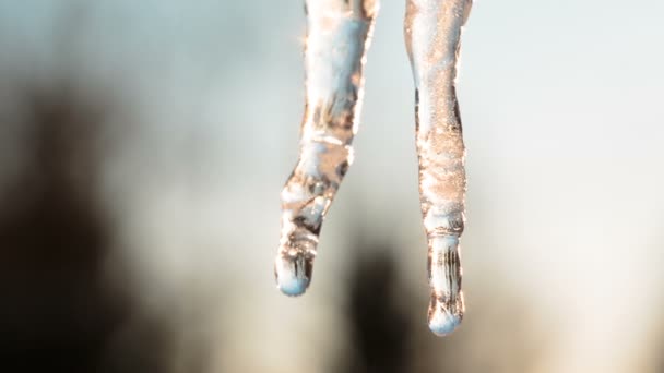 Two icicles closeup of one of them melts. — Stock Video