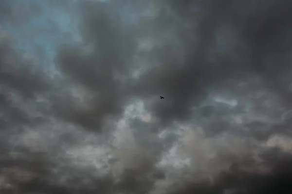 Темное небо и серые облака с одной птицей . — стоковое фото
