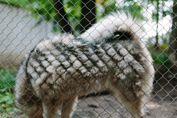 Dog behind metal fence side view. — Stock Photo, Image