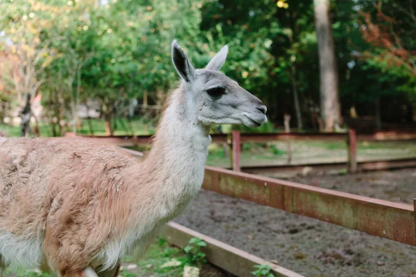 Lama-Profil-Porträt gegen einen grünen Baum. — Stockfoto