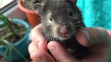 Hamsterxxxvideos