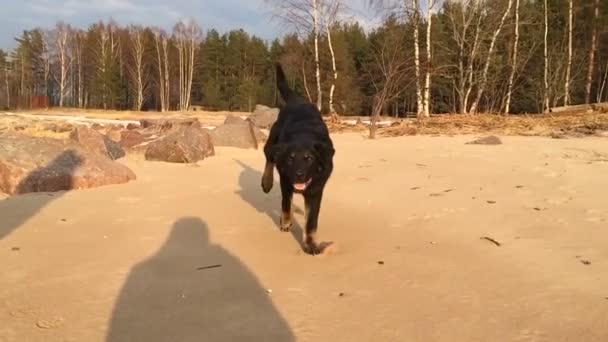 Perro negro corriendo sobre la arena directamente en la dirección del objetivo de la cámara . — Vídeos de Stock