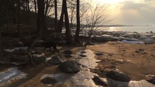 Hond loopt op de kust van de Golf. — Stockvideo