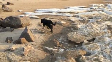 Deniz kenarı taşlarla siyah köpek çalıştırır.