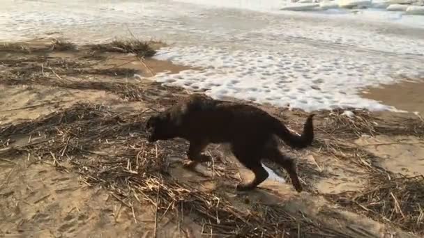 Черная собака гуляет по побережью залива весной . — стоковое видео