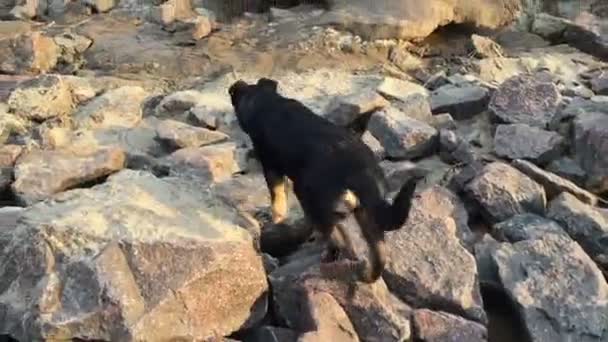 Perro negro corre sobre piedras . — Vídeo de stock